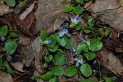 Viola rupestris