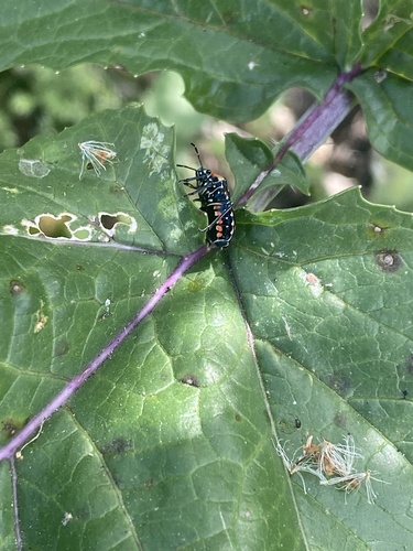 iNaturalist observation photo of Harlequin Bug