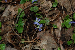 Viola rupestris