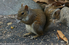 Sciurus carolinensis