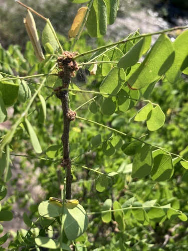Lebombo Potatobush (Phyllanthus pinnatus)