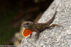Anolis sagrei