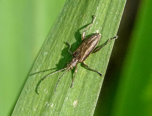 Depressed Aquatic Leaf Beetle, Rockanje, Nederland, photo 7 of 10