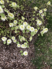 Fothergilla