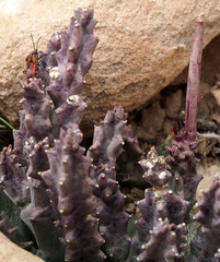 Apteranthes europaea judaica