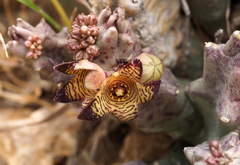 Apteranthes europaea judaica