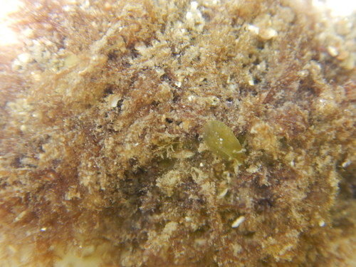 Phyllaplysia padinae image