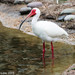 White Ibis - Photo (c) fabiomanfredini, some rights reserved (CC BY-NC)