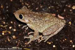 Osteopilus septentrionalis