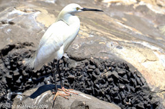 Egretta thula