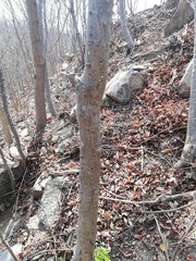 Cnidoscolus megacanthus