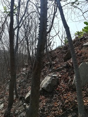 Cnidoscolus megacanthus