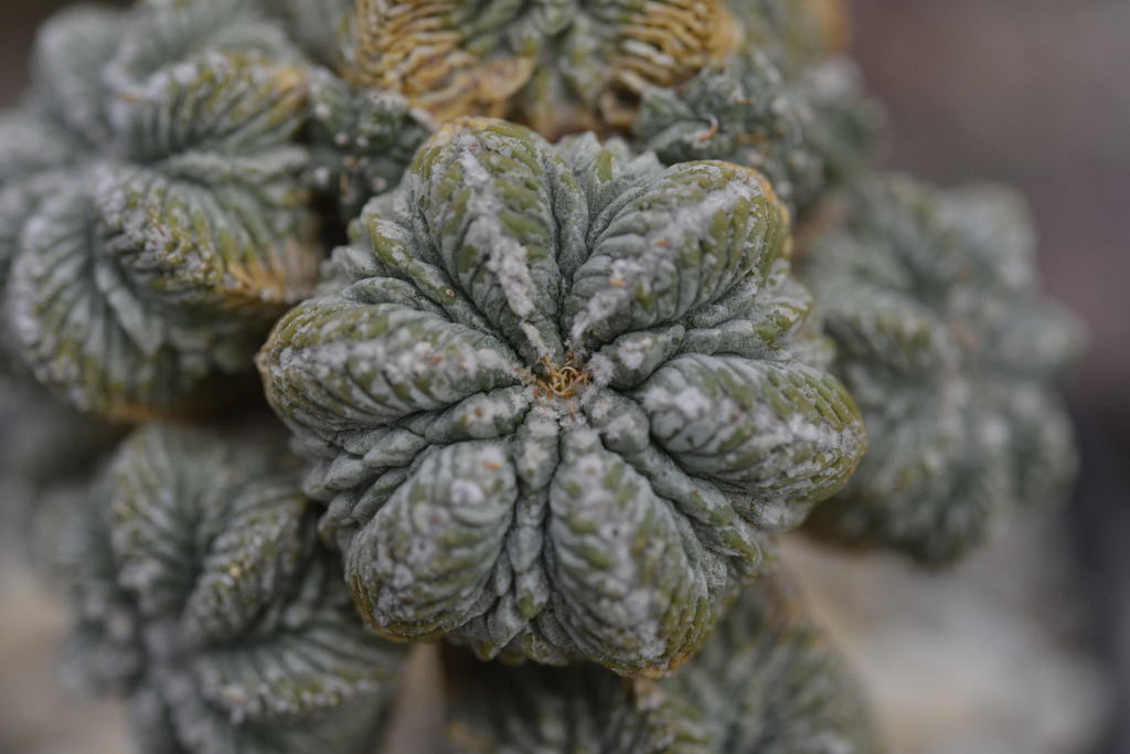 Aztekium Aztekium ritteri in April 2019 by Ulises Guzmán. Planta cultivada ...