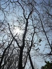 Cnidoscolus megacanthus