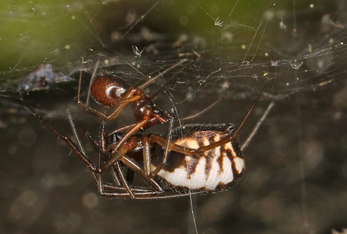 Bowl-and-doily Spider