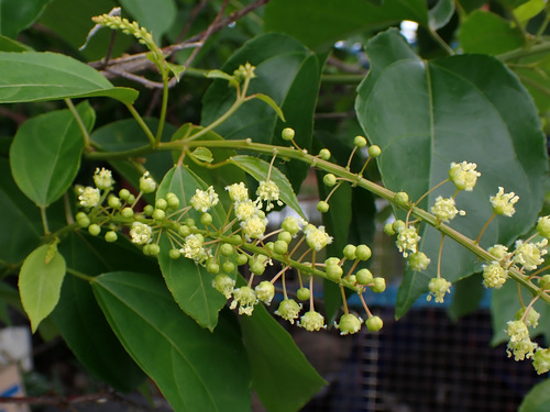 Croton tiglium iNat (1)