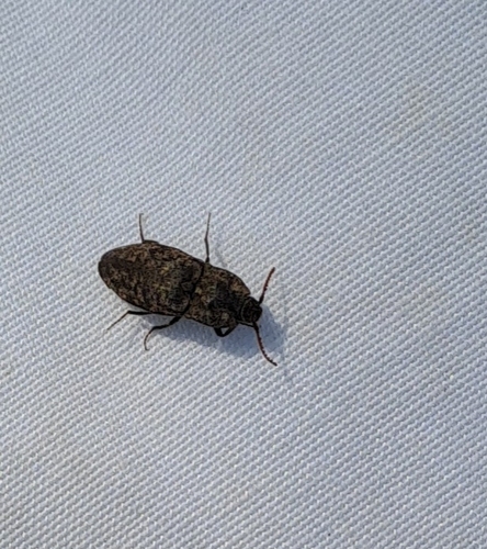 Mottled dingy-brown click beetle, 8148 Lemele, Nederland, photo 8 of 10