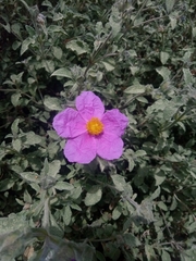 Cistus creticus