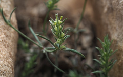 Crucianella ciliata