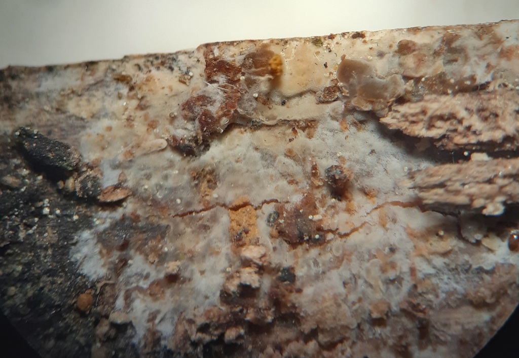 Phlebia lilascens