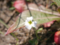 Malcolmia maritima