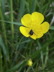 Mononychus punctumalbum