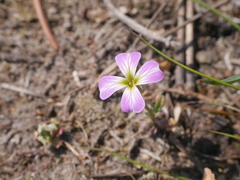 Malcolmia maritima