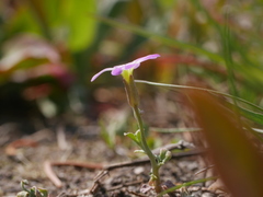 Malcolmia maritima