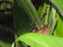 Dendrolycosa robusta