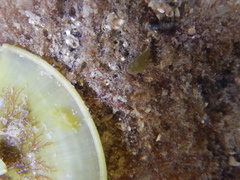 Phyllaplysia padinae