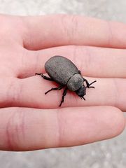 Phymatiotris quadricollis