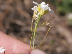 Arabidopsis arenosa