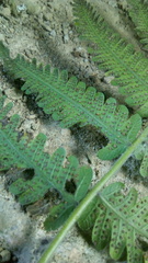 Macrothelypteris