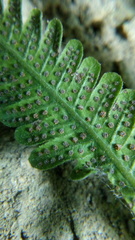 Macrothelypteris