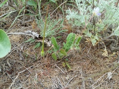 Erodium hoefftianum