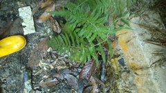Macrothelypteris