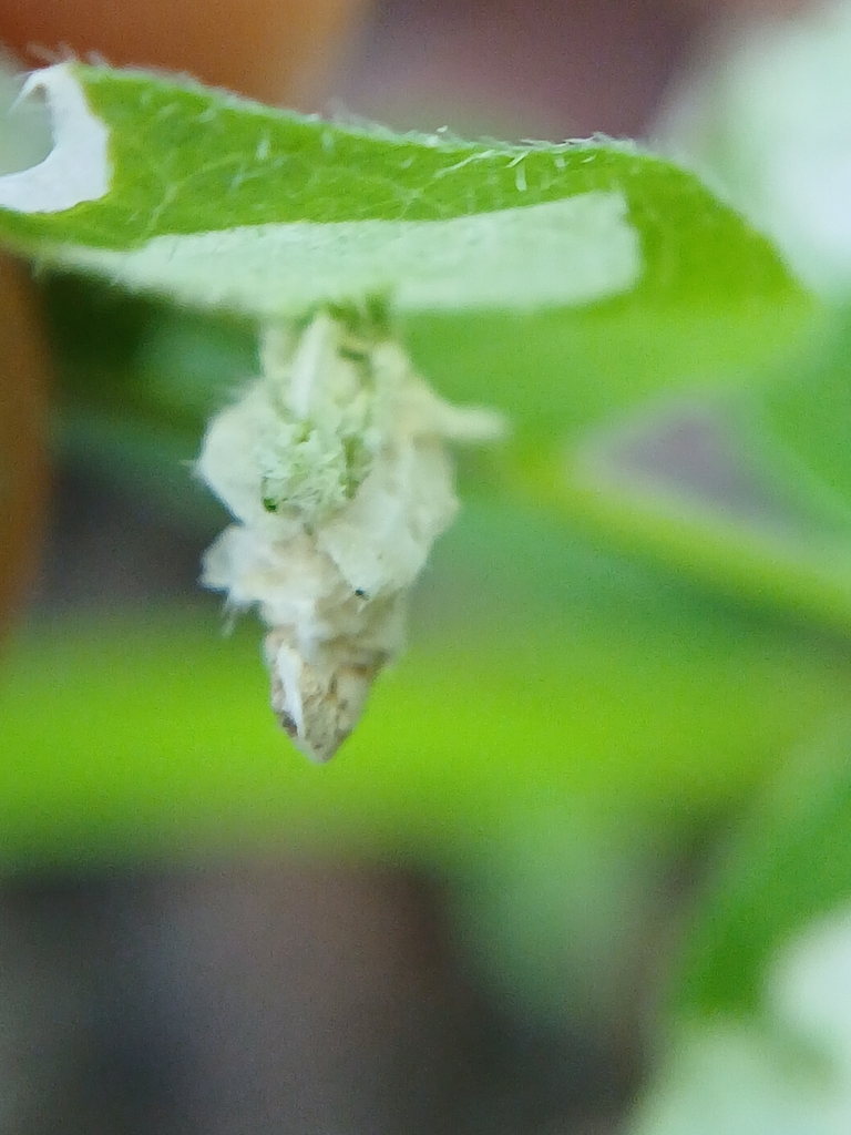 Case-bearer moth