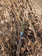 Anax junius