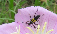 Typocerus lunulatus