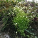 Irish Saxifrage - Photo (c) Mark Leppin, some rights reserved (CC BY-NC), uploaded by Mark Leppin