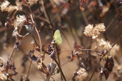 Pyrisitia lisa centralis