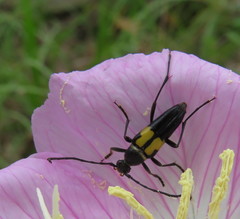 Typocerus lunulatus