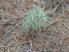 Ceratocarpus arenarius