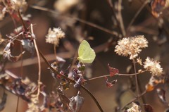 Pyrisitia lisa centralis