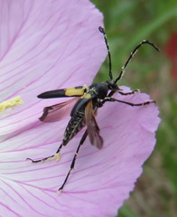 Typocerus lunulatus
