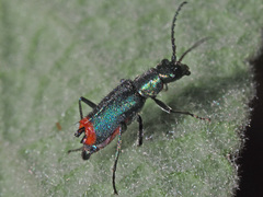 Clanoptilus spinipennis