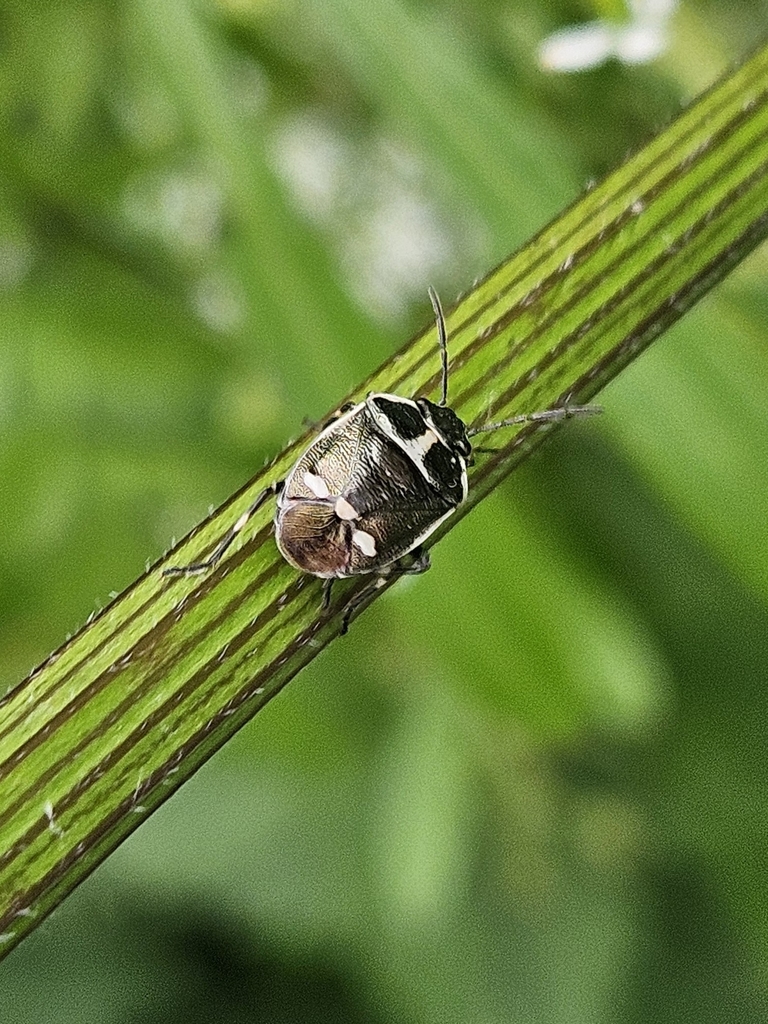 Cabbage Bug from Bristol BS15 3FS, UK on May 1, 2024 at 02:16 PM by ...