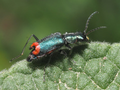 Clanoptilus spinipennis
