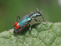 Clanoptilus spinipennis