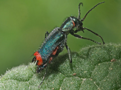 Clanoptilus spinipennis